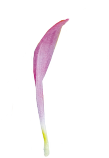 flower-pink02