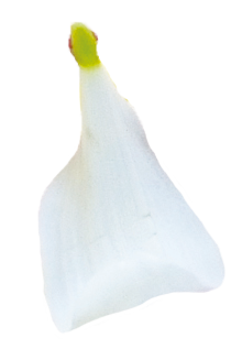 flower-white