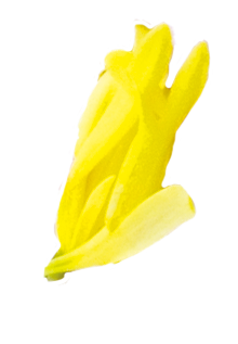 flower-yellow