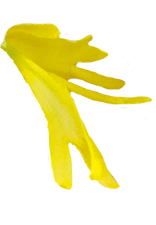 flower-yellow02